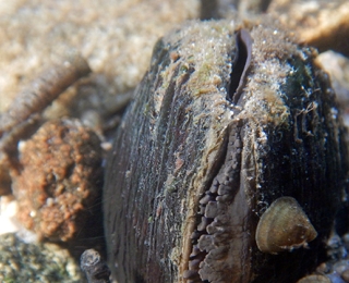 Flussperlmuschel am Gewässergrund