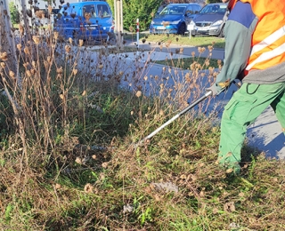 Sraßenbegleitgrün wird zurückgeschnitten