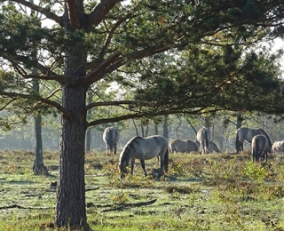 Eien Herde Koniks grast auf einer Naturerbefläche