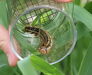 Raupe einer Grasglucke im Becherglas