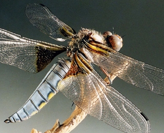 Nahaufnahme einer Plattbauch-Libelle