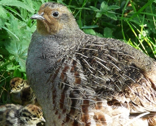 Rebhenne mit Küken