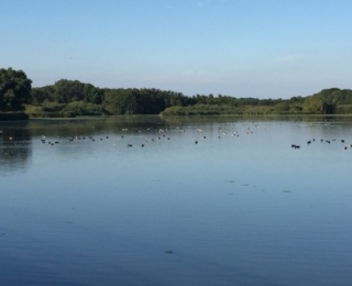 Wasservögel auf einem Gewässer mit strukturreichem Ufer