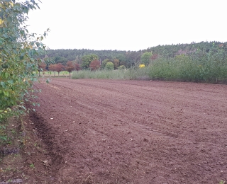 Agroforsystem: Ackerfläche von Gehölzen umsäumt