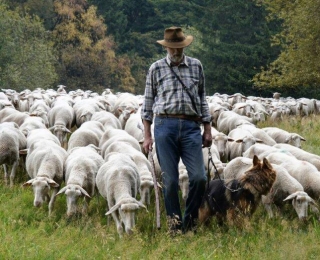 Eine Herde Schafe mit Schäfer im Hotspot 17 