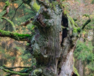 abgestorbene, stehende Huteiche im Wald