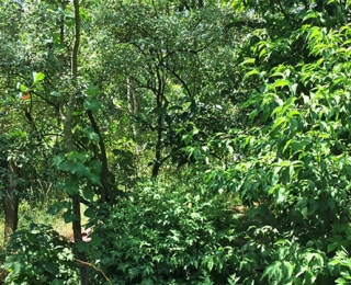 Waldgarten im Sommer