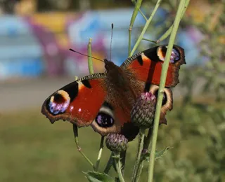 Tagpfauenauge auf urbaner Fläche