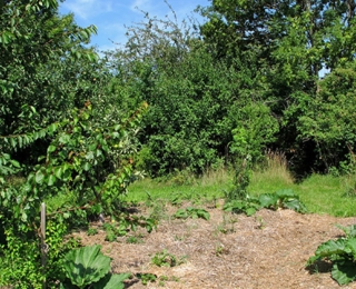 Waldgarten mit verschiedenen Vegetationsschichten