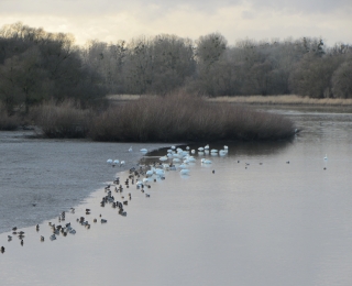 Winterlandschaft mit Wasservögeln auf dem Wasser