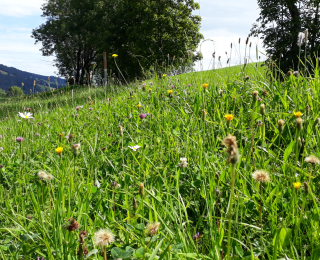 Artenreiche Mähwiese im Allgäu