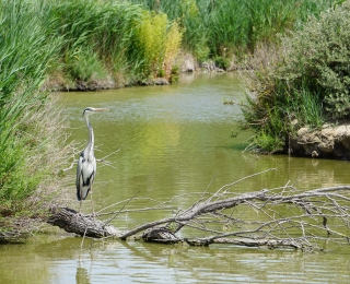 Reiher an einem schilfbewachsenen Ufer in der französischen Camargue