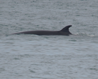 Rücken eines Zwergwals an der Wasseroberfläche