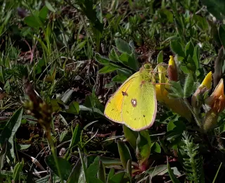 Regensburger Gelbling (Colias myrmidone)  