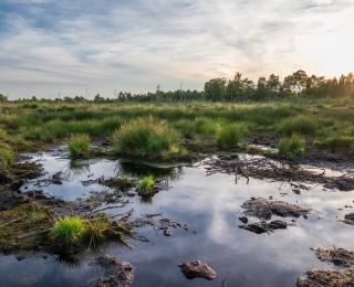 Moorlandschaft mit Wasserflächen