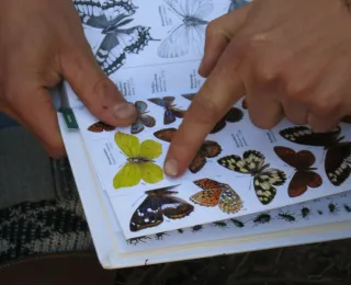 Schmetterlingsbestimmung mit Bestimmungsbuch 