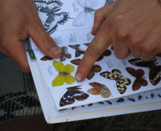 Schmetterlingsbestimmung mit Bestimmungsbuch