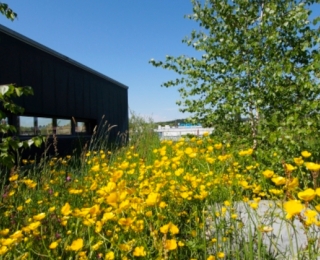 begrüntes, blühendes Dach