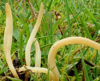 Pilz Clavaria straminea am Waldboden