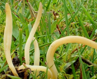 Pilz Clavaria straminea am Waldboden