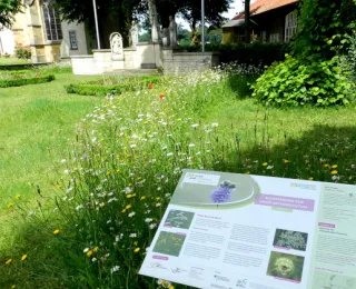 Blick auf eine blühende Dorffläche