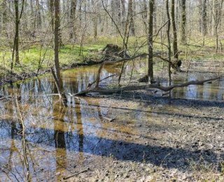 Auwald bei Leipzig