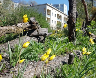 Frühlingstag mit Wildtulpen in der Stadt