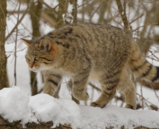 Europäische Wildkatze im winterlichen Wald