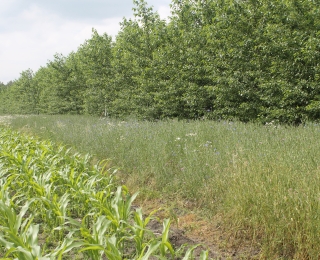 Feldrand mit Blühstreifen und daran anschließend Pappeln 