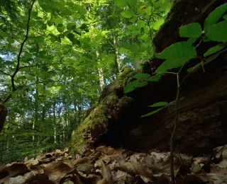 Waldboden und Laubbäume vom Boden aus fotografiert