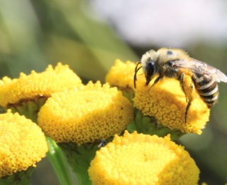 Seidenbiene besucht Blüten von Rainfarn