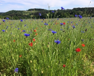 Rote Mohnblumen und blaue Kornblumen auf einer Wiese 