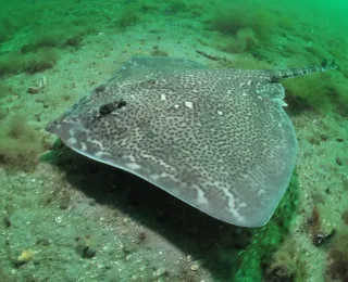 Foto eines Nagelrochens am Meeresboden