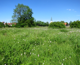 Naturbelassene blühende Wiese mit einem Dorf im Hintergrund