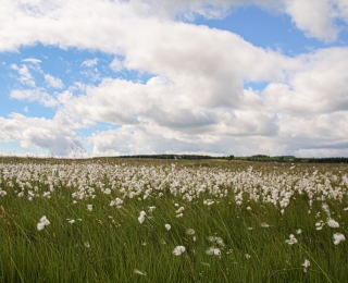 Fläche mit Wollgras