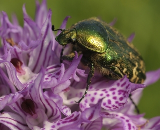 Ein Käfer sitzt auf einer Lilanen Blume 