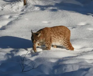 Luchs im Schnee