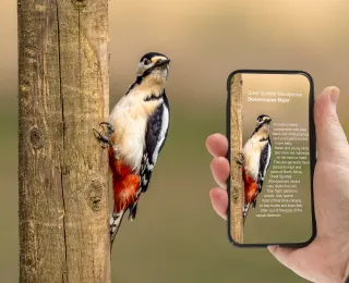 Eine Hand hält ein Mobiltelefon auf einen Specht am Baum, das Display zeigt Informationen zur Art
