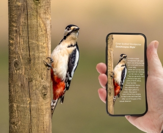 Eine Hand hält ein Mobiltelefon auf einen Specht am Baum, das Display zeigt Informationen zur Art