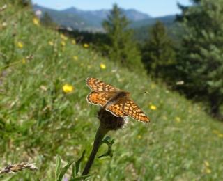 Goldener Scheckenfalter sitzt auf einer Distel 