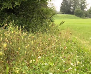 Blühender Saum am Rande einer Golfanlage
