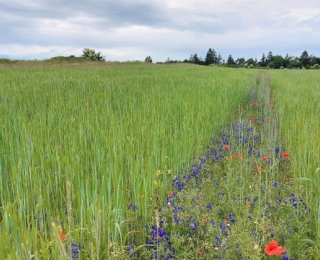 Streifen mit Ackerwildkräutern in einem Getreidefeld