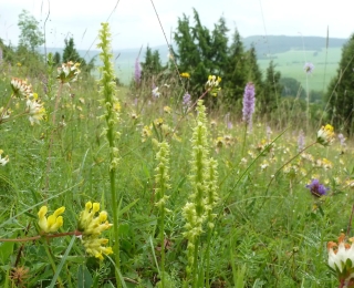Blütenreiche Wiese