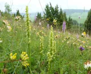 Blütenreiche Wiese 