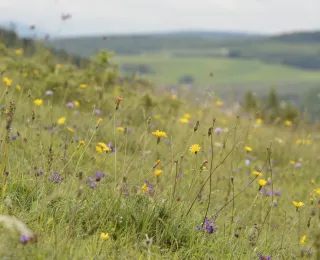 Kalkmagerrasen mit Blütenpflanzen