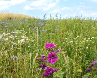 Blühstreifen an einem Feld