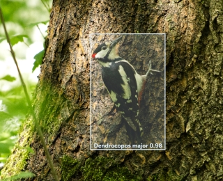 Ein Buntspecht sitzt an einer Eiche mit angedeutetem KI-Detektionsrahmen