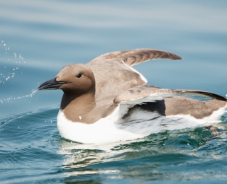 Nahaufnahme einer schwimmenden Trottellumme (Uria aalge)