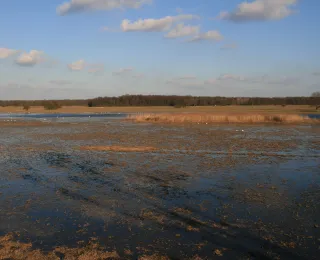 Feuchtgebiet in Auenlandschaft mit Wasservögeln