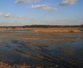 Feuchtgebiet in Auenlandschaft mit Wasservögeln